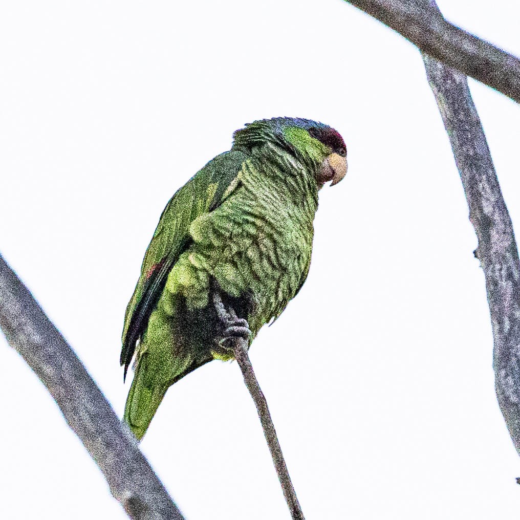 Lilac-crowned Parrot - ML613404715