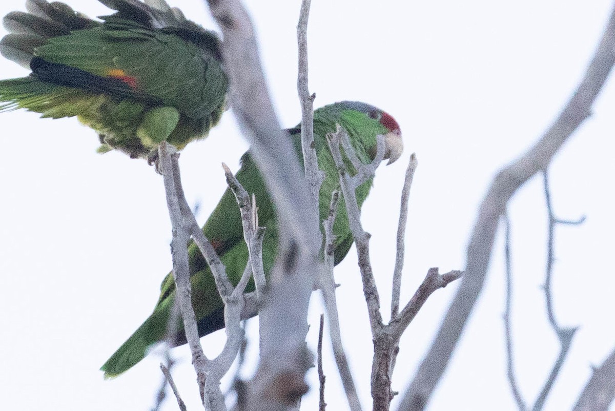 Lilac-crowned Parrot - ML613404716
