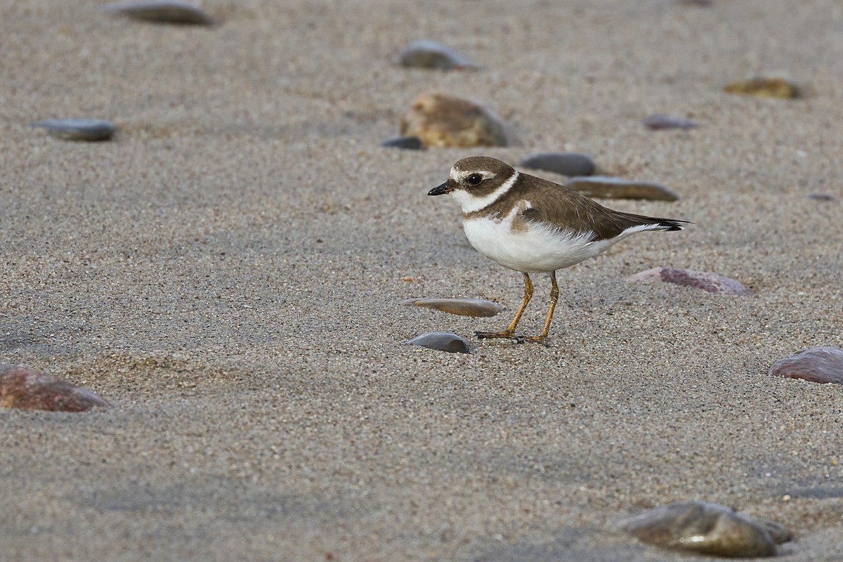Semipalmated Plover - ML613404791