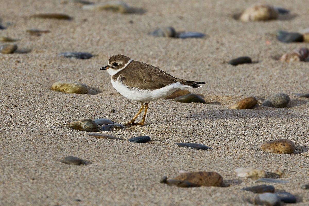 Semipalmated Plover - ML613404805