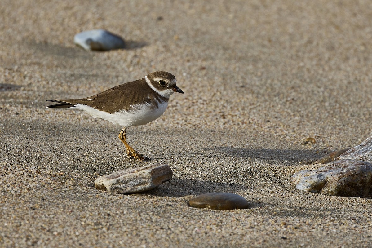 Semipalmated Plover - ML613404806