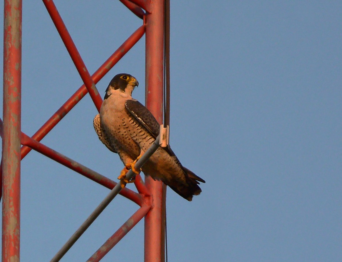 Peregrine Falcon - Jorge Dangel