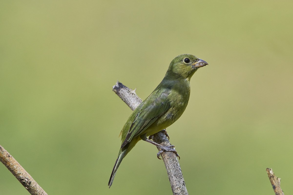 Painted Bunting - ML613404955