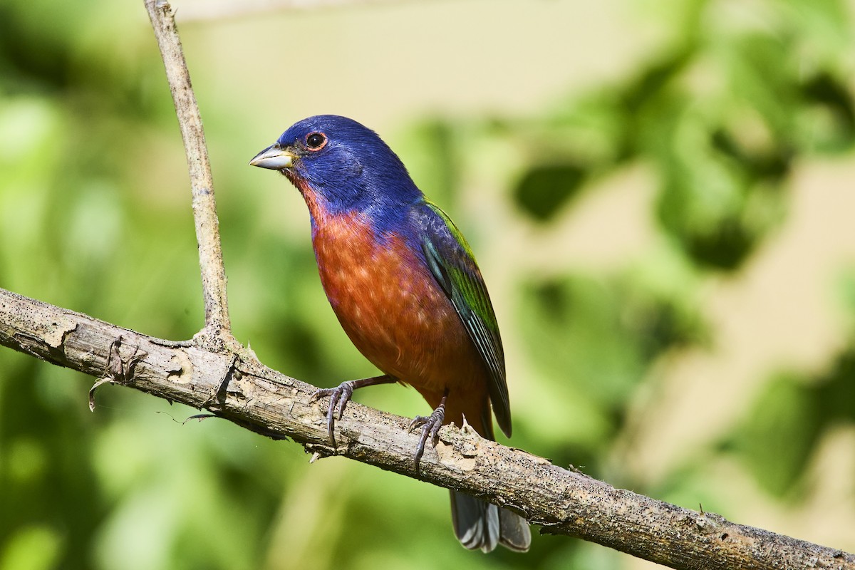 Painted Bunting - ML613404956