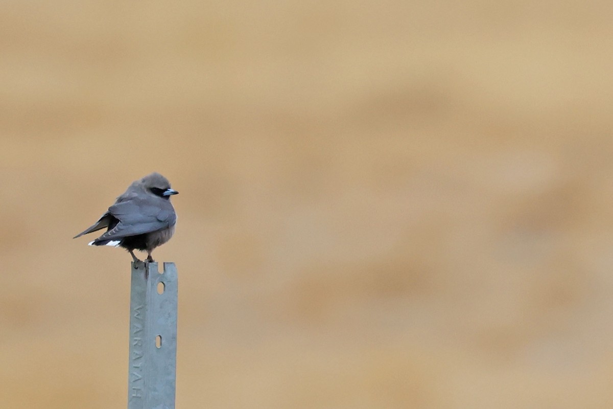 Black-faced Woodswallow (Black-vented) - ML613405026