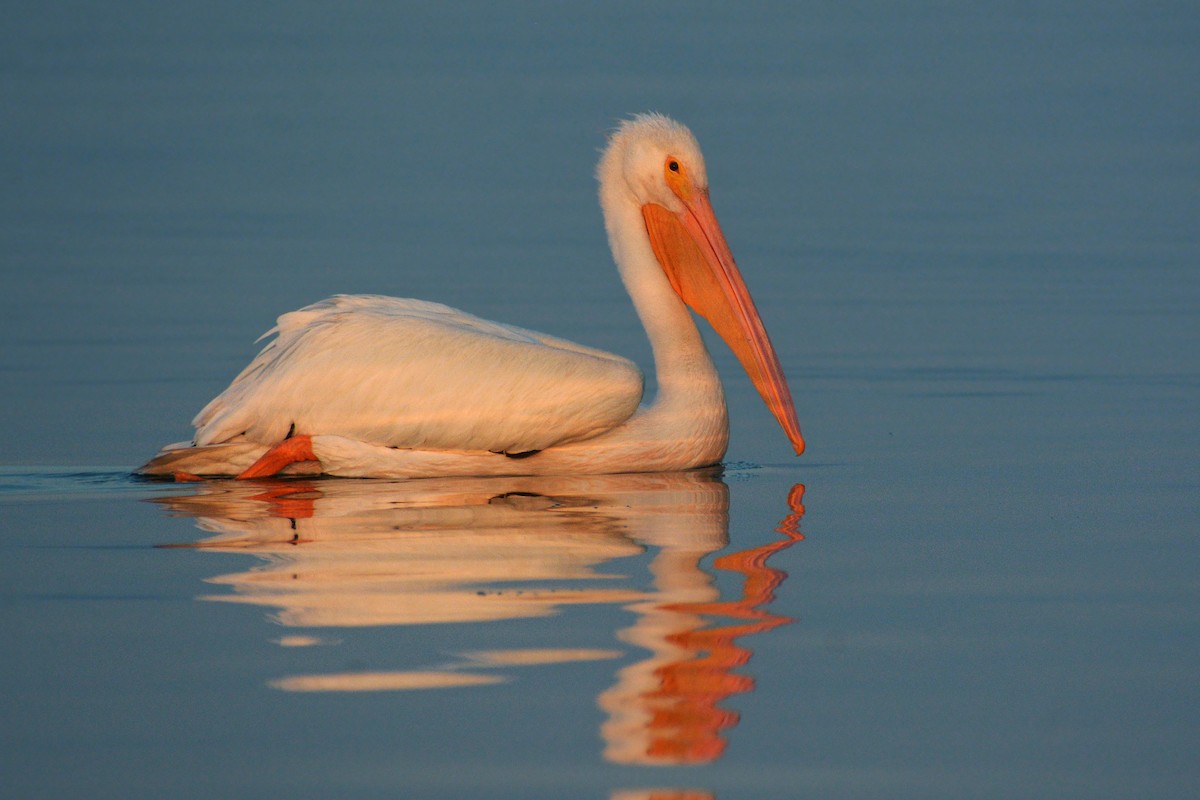 American White Pelican - Jorge Dangel