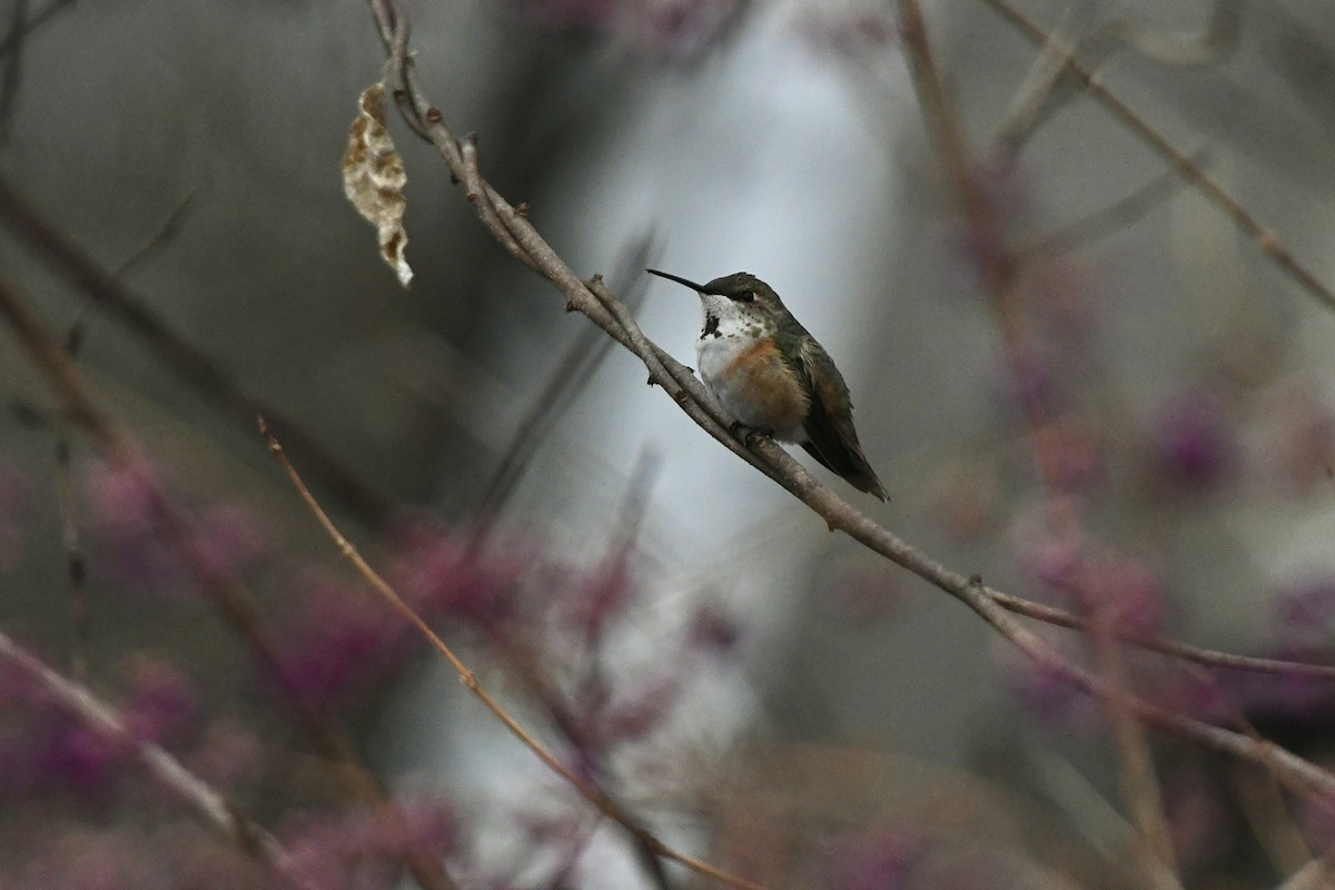 Rufous Hummingbird - ML613405101