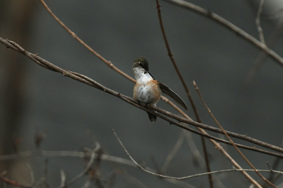 Rufous Hummingbird - ML613405103