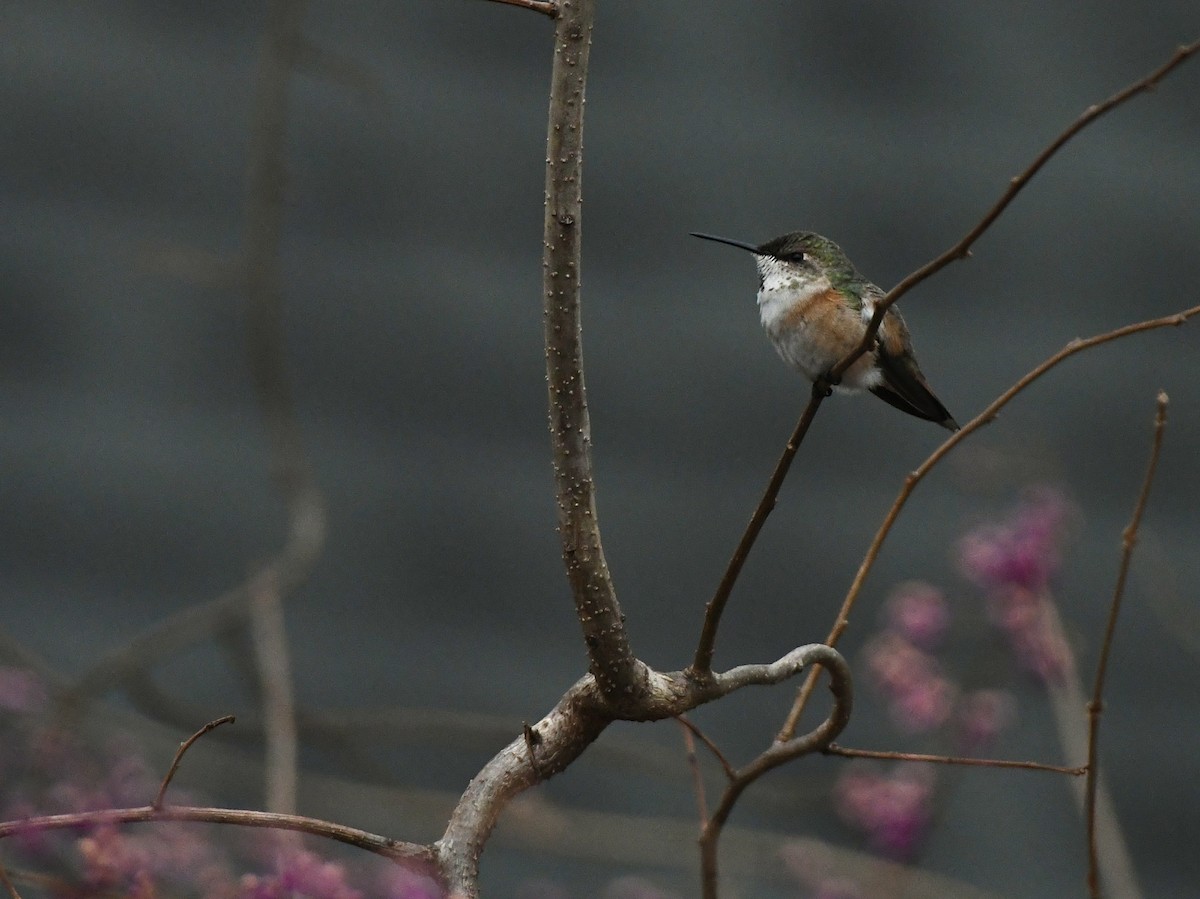 Rufous Hummingbird - Julien Amsellem