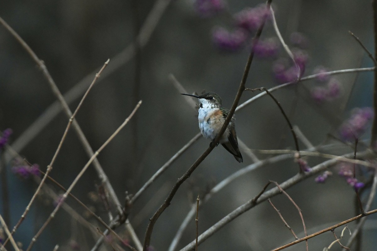 Rufous Hummingbird - Julien Amsellem