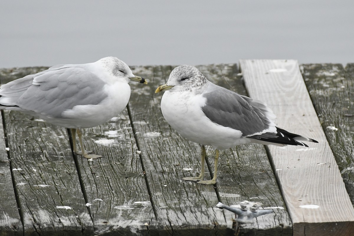 Common Gull (Kamchatka) - Julien Amsellem