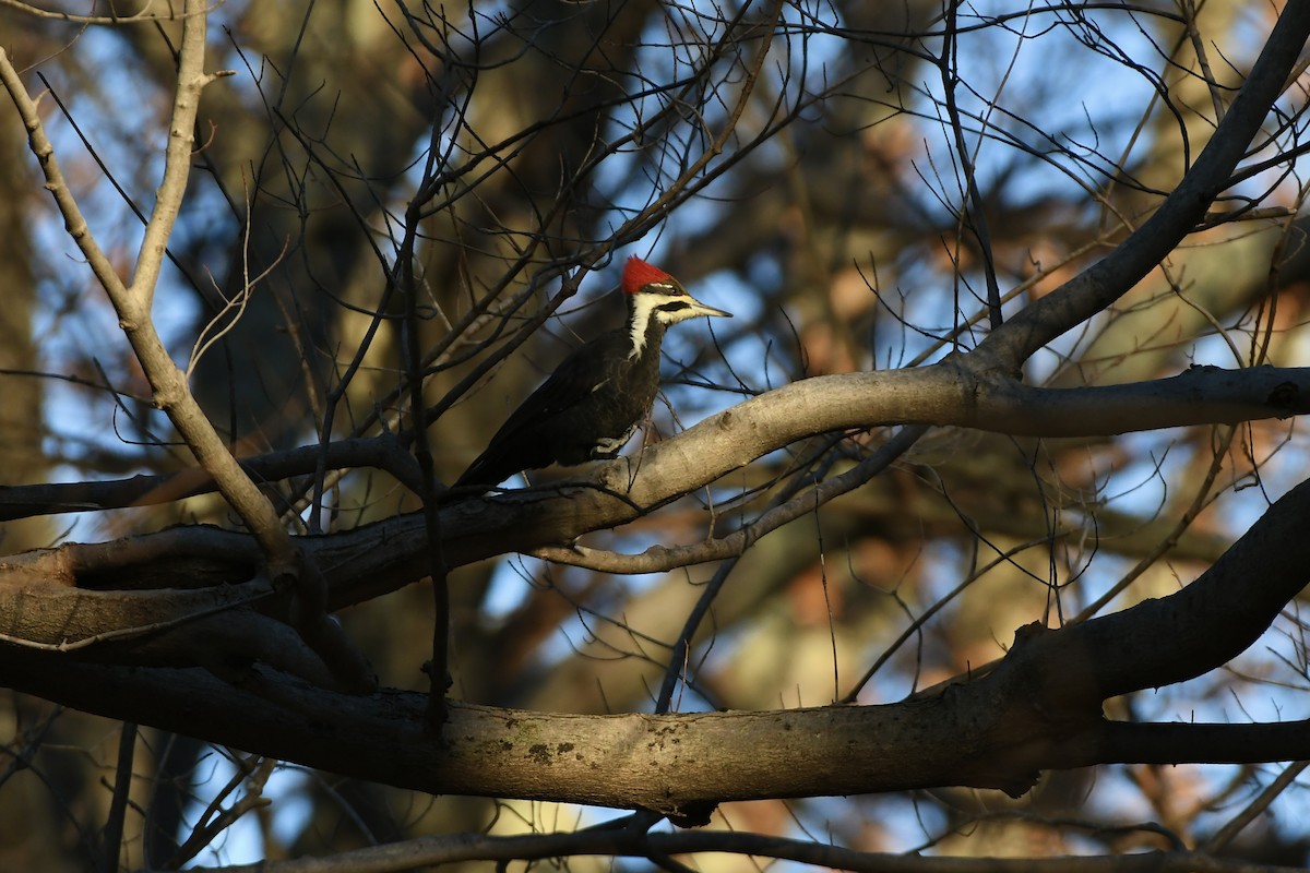 Pileated Woodpecker - ML613405145