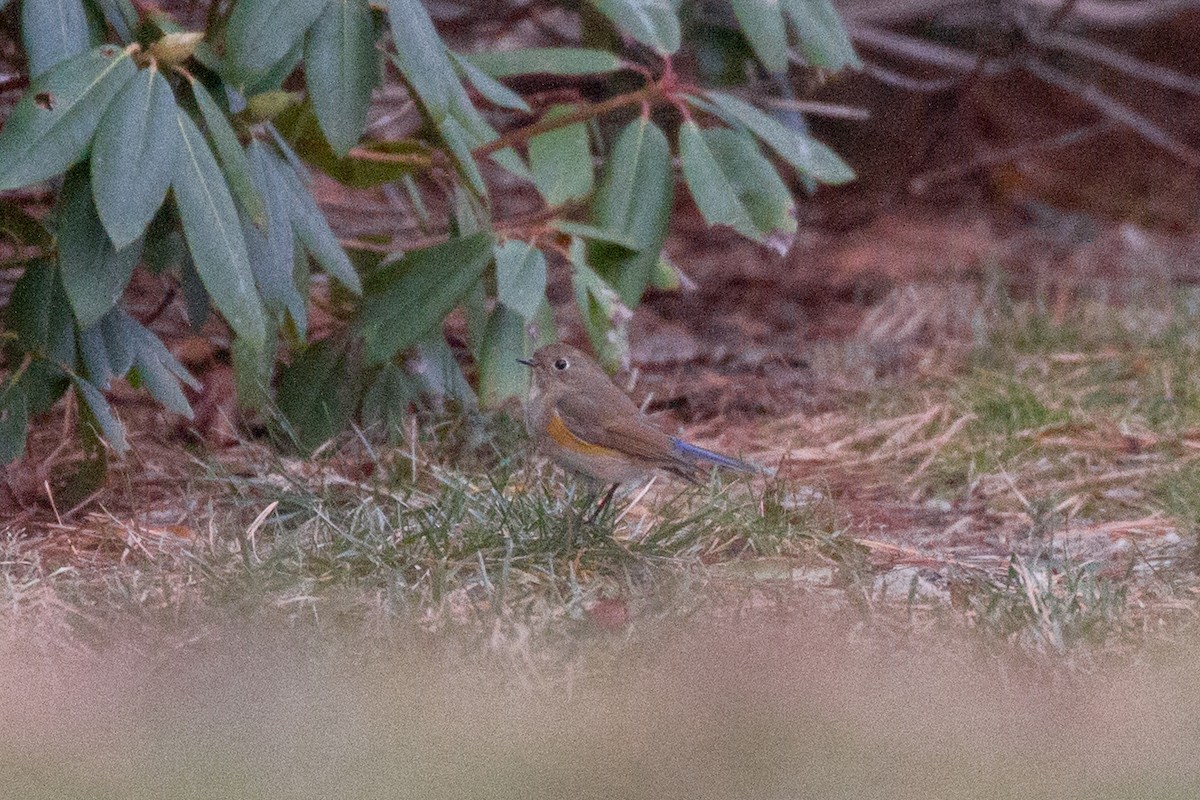 Red-flanked Bluetail - ML613405182