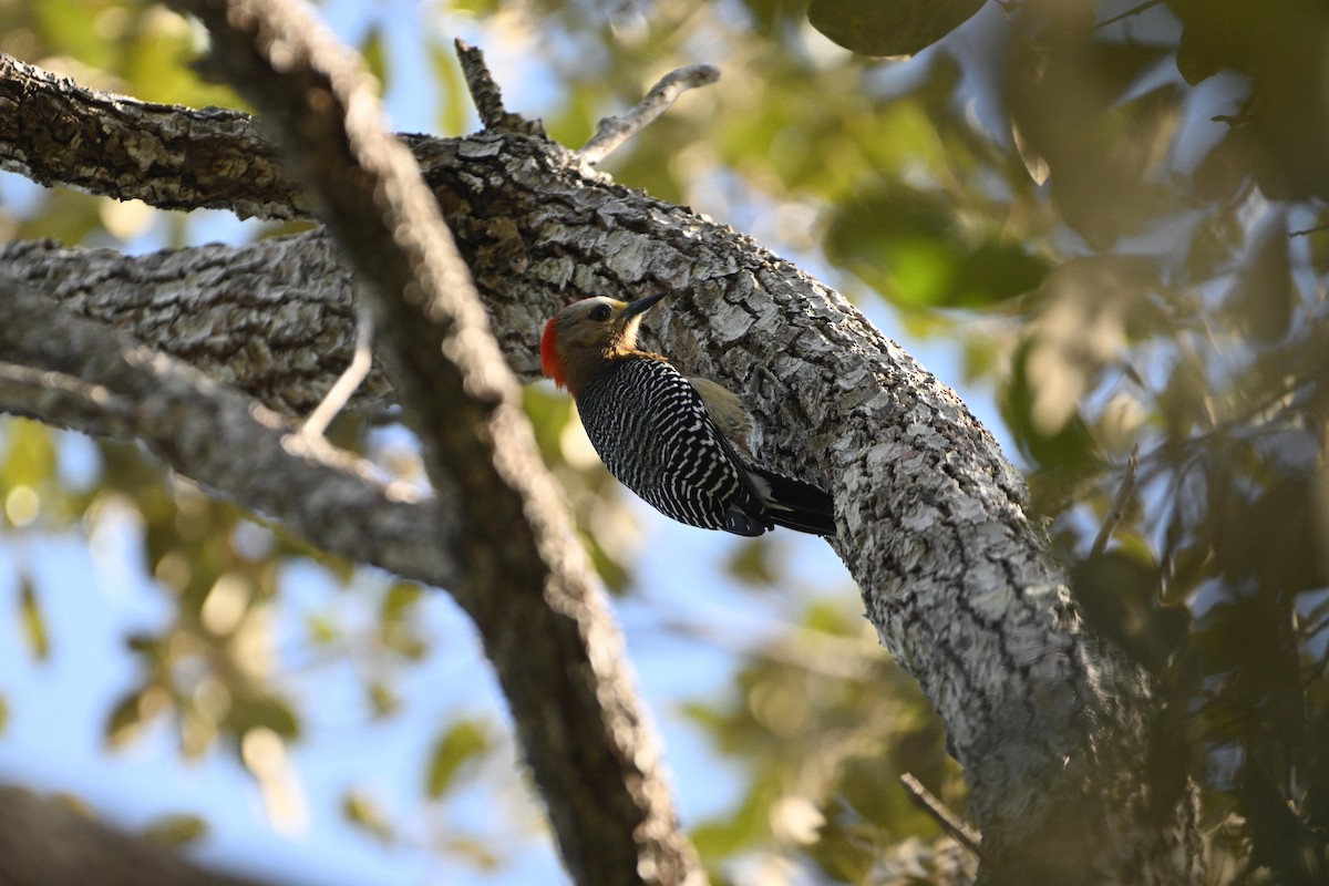 Yucatan Woodpecker - ML613405442