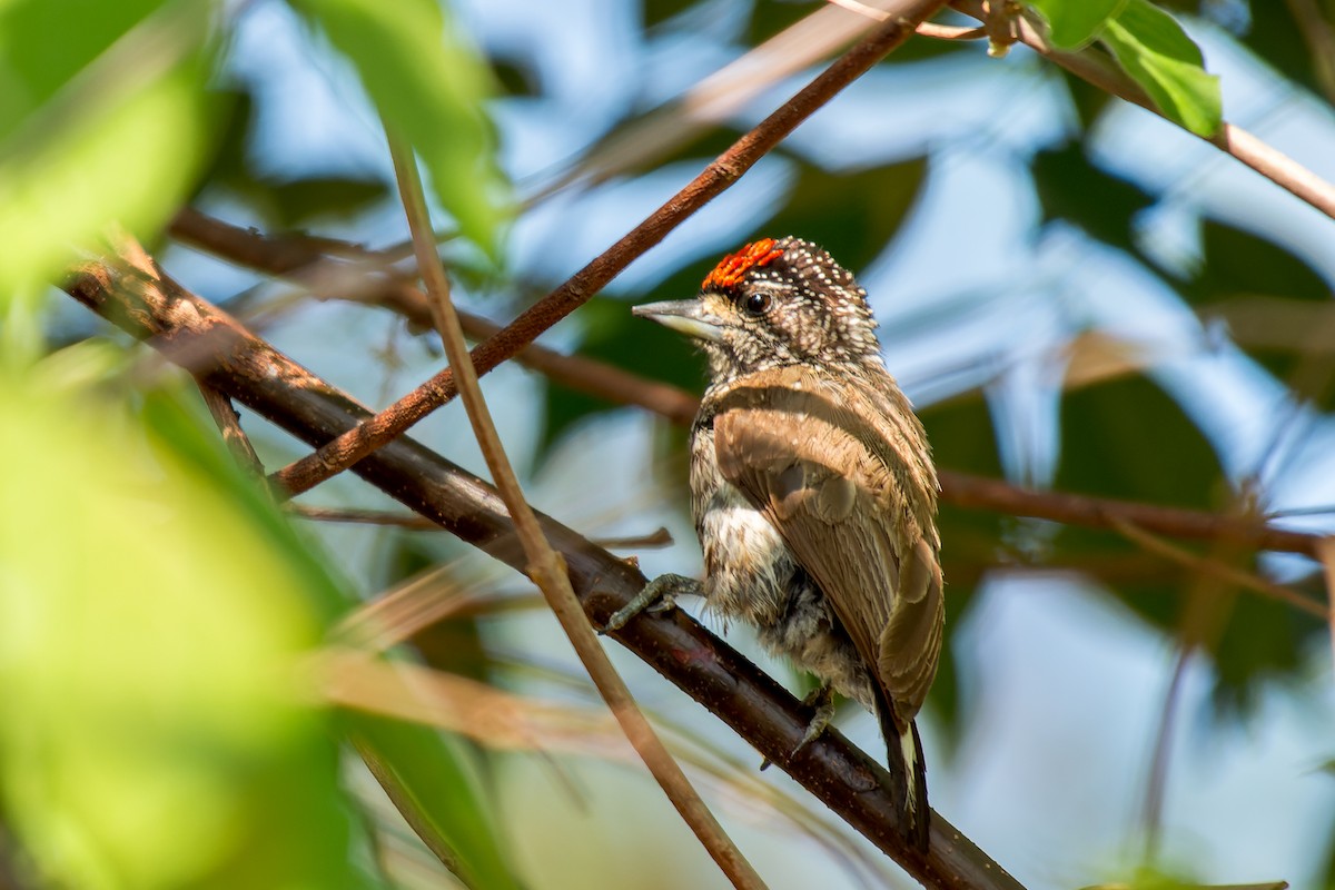 White-wedged Piculet - ML613405849