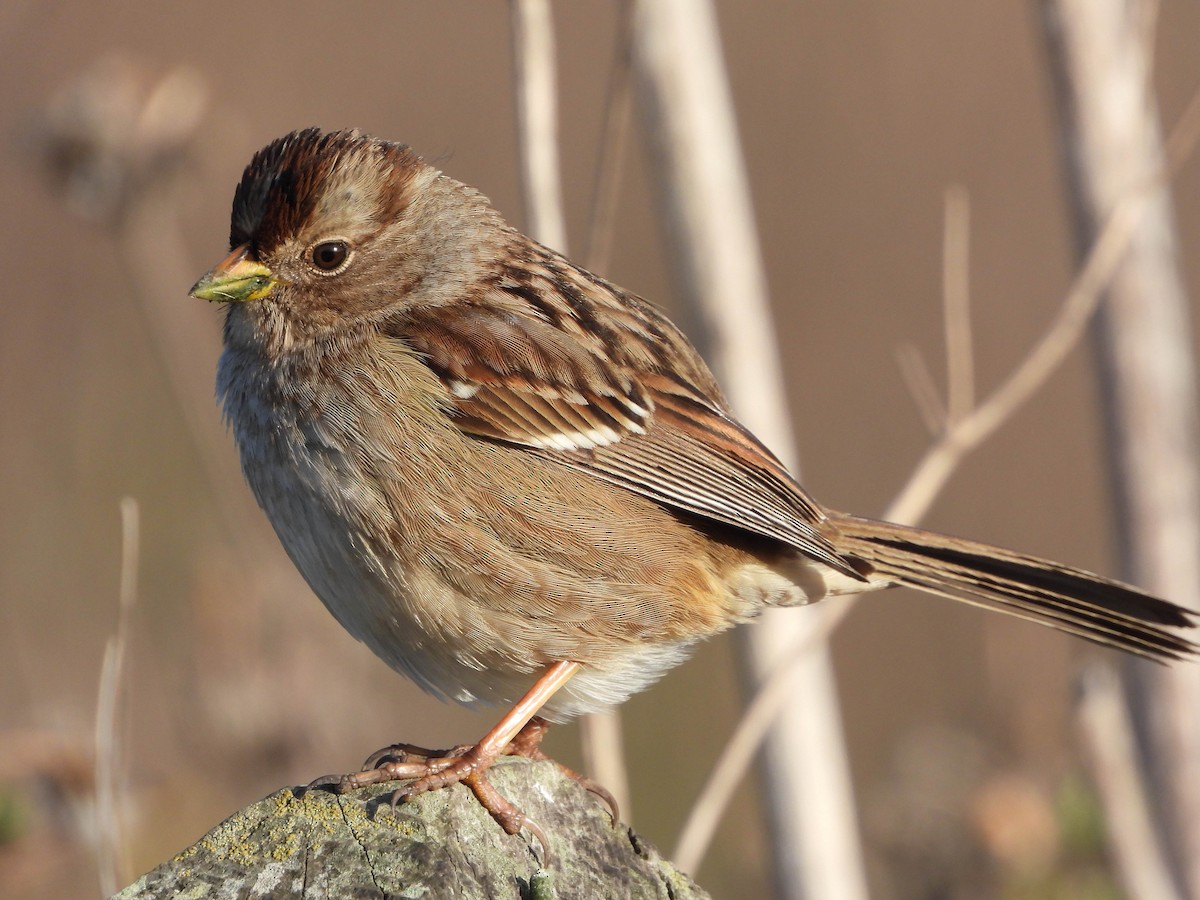White-crowned Sparrow - ML613406034