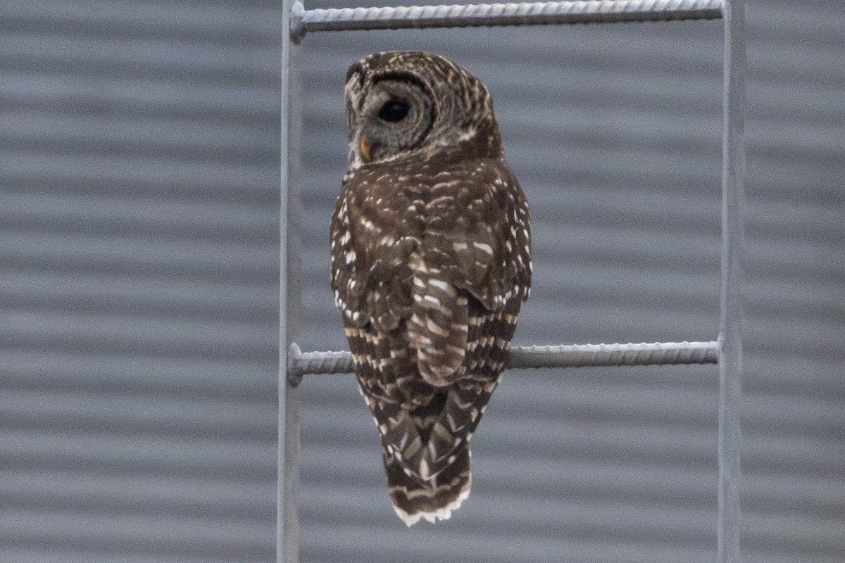 Barred Owl - ML613406226