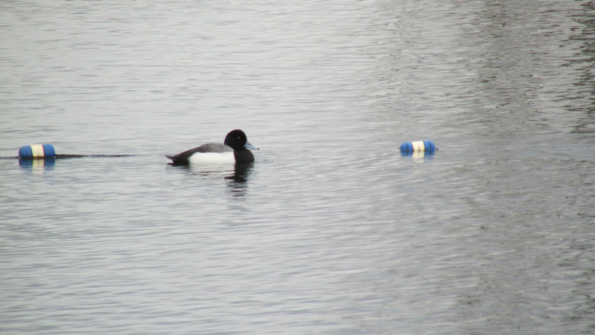 Greater Scaup - ML613406360
