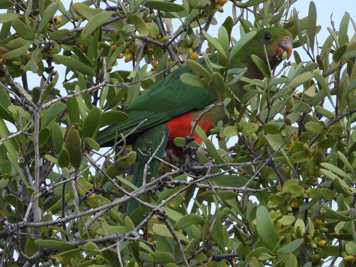 Australian King-Parrot - ML613406409