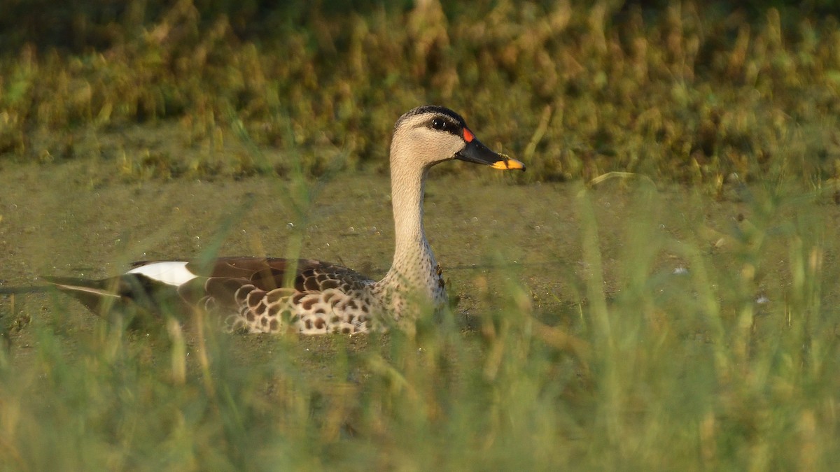 Indian Spot-billed Duck - ML613406654