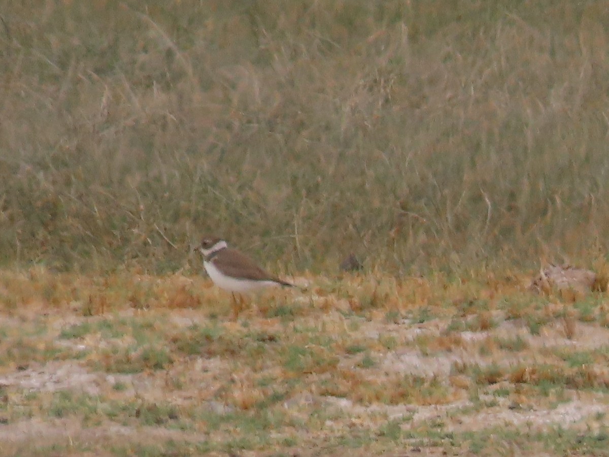 Semipalmated Plover - ML613406686