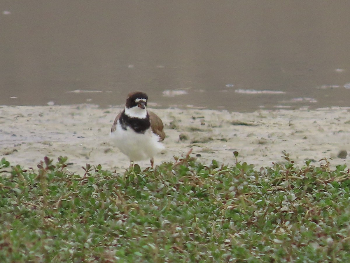 Semipalmated Plover - ML613406691