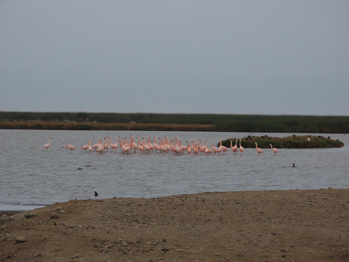 Şili Flamingosu - ML613406706