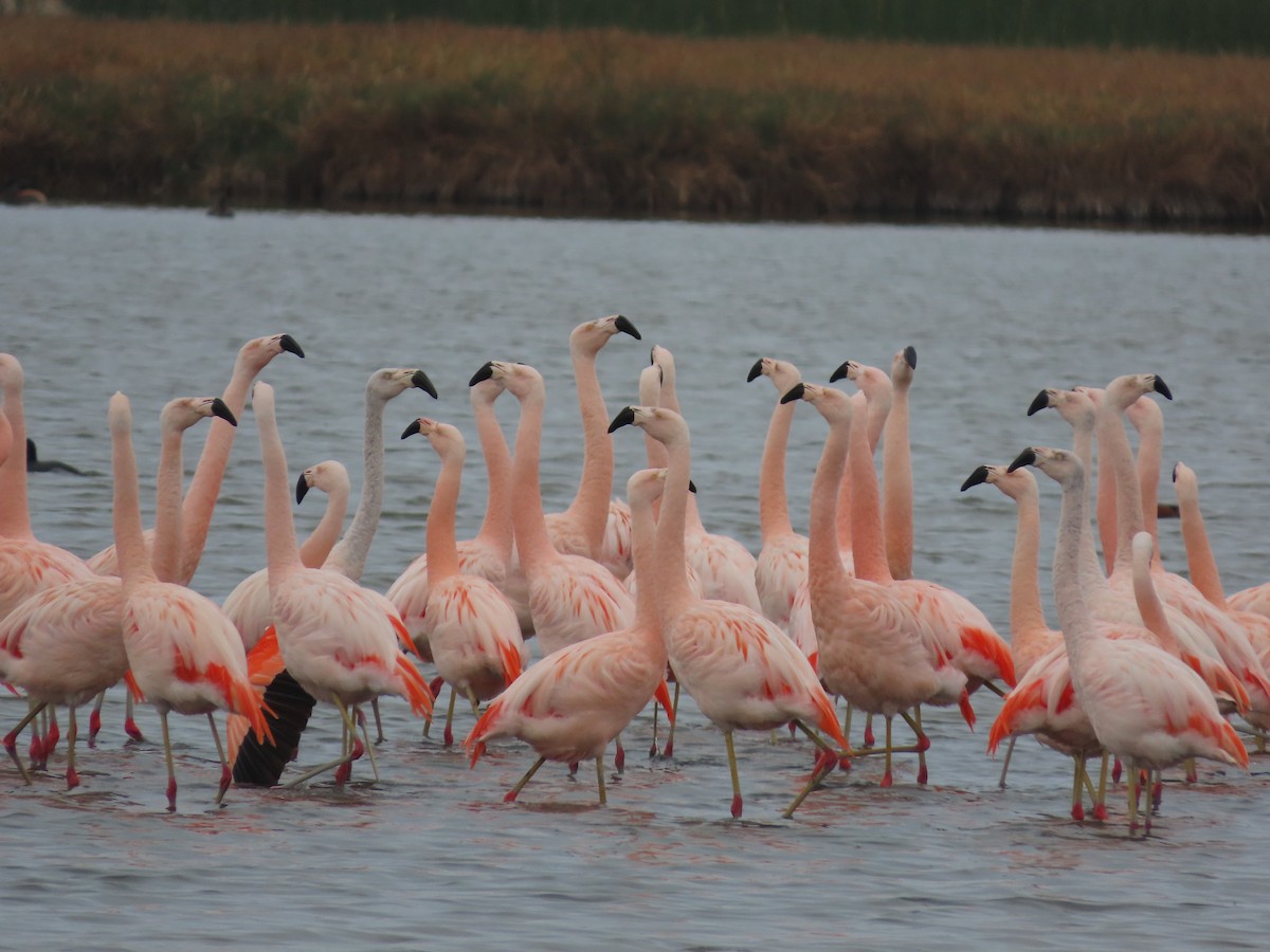Chilean Flamingo - ML613406708