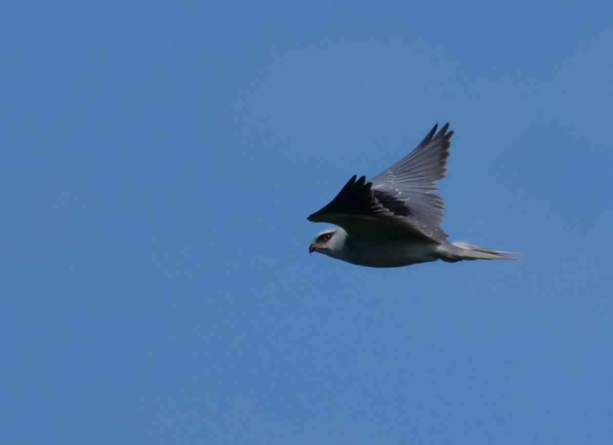 Black-winged Kite - ML613407005