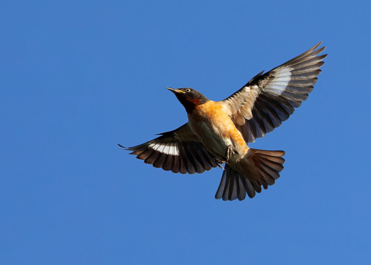 Spot-winged Starling - Ayuwat Jearwattanakanok