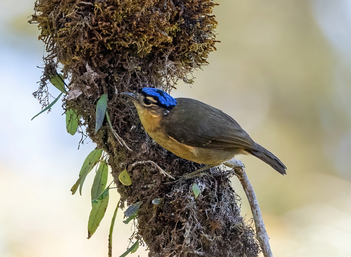 Blue-capped Ifrita - Kunal Bamby