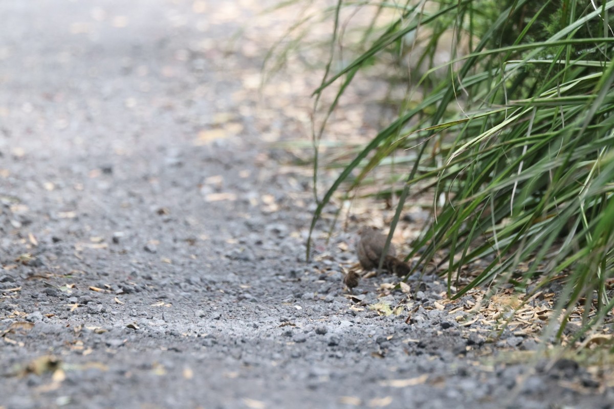 EBird Checklist 11 Jan 2024 Motutapu Island West Point 29 Species   1200