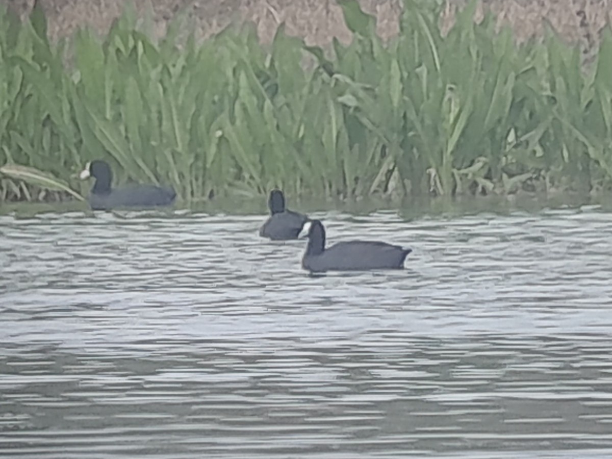 Red-knobbed Coot - ML613407621