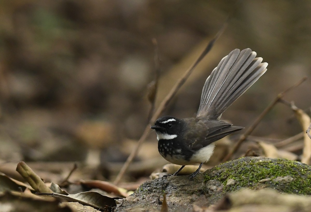 Spot-breasted Fantail - ML613408109