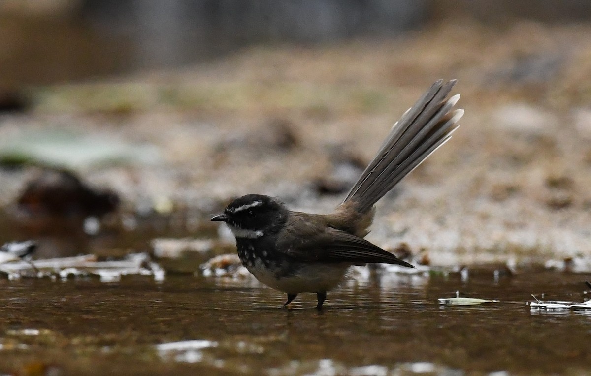 Spot-breasted Fantail - ML613408132