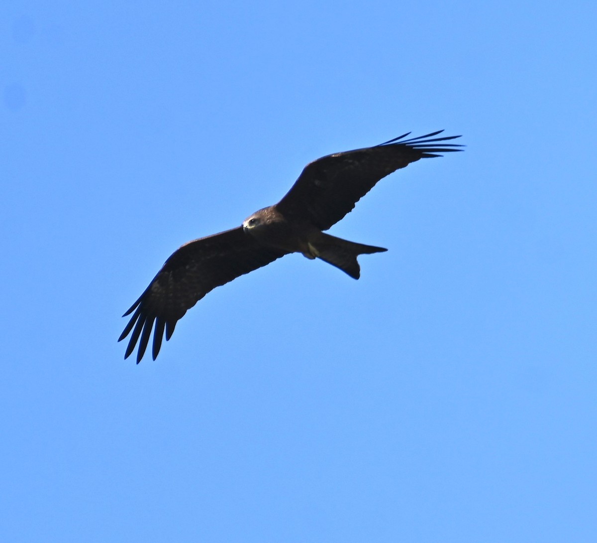 ebird-checklist-12-jan-2024-sbt-officers-colony-kannur-in-kl-11