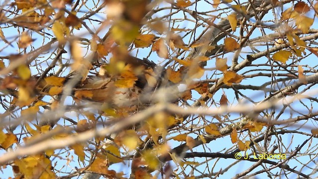 Eurasian Sparrowhawk - ML613408357