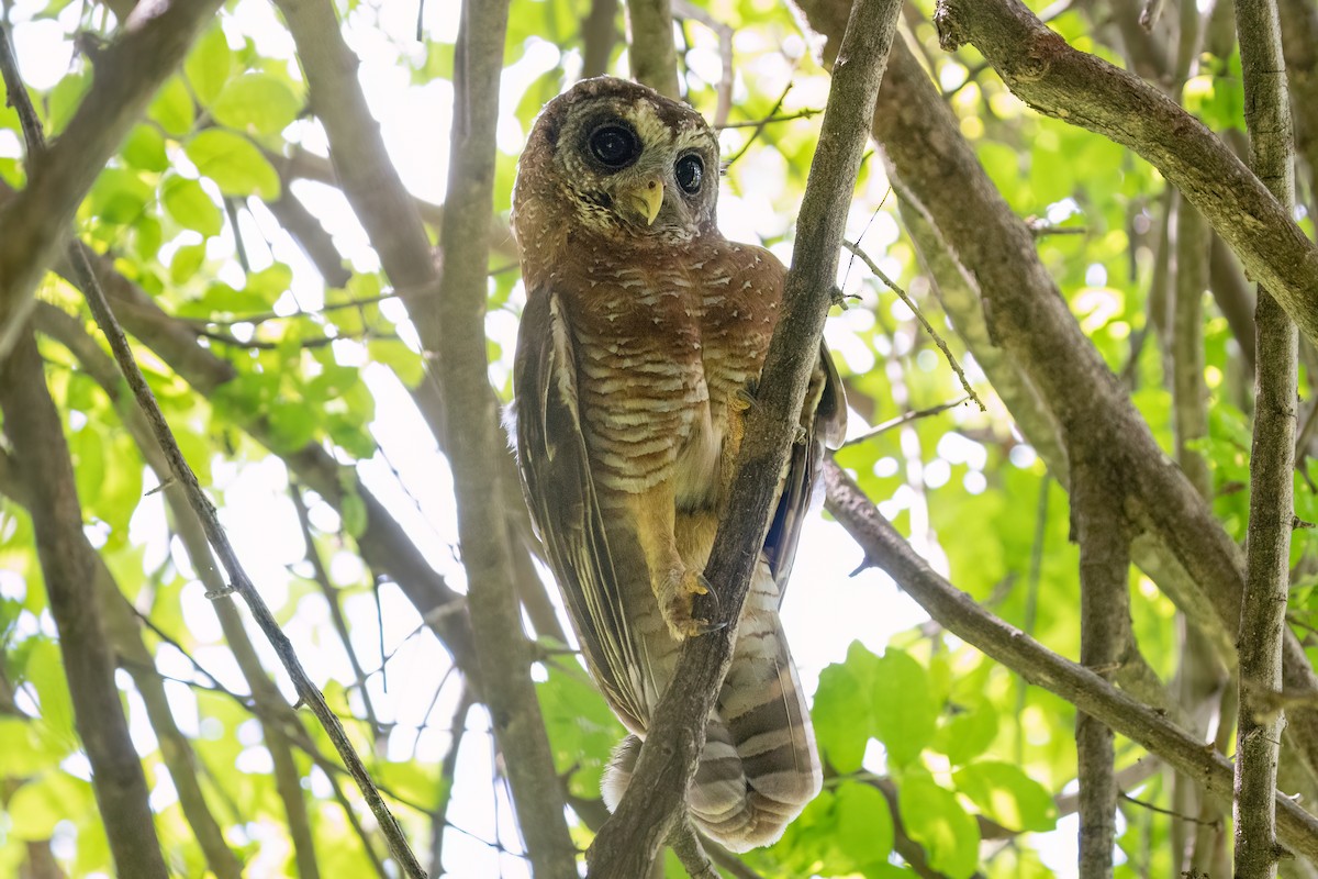 African Wood-Owl - ML613408412