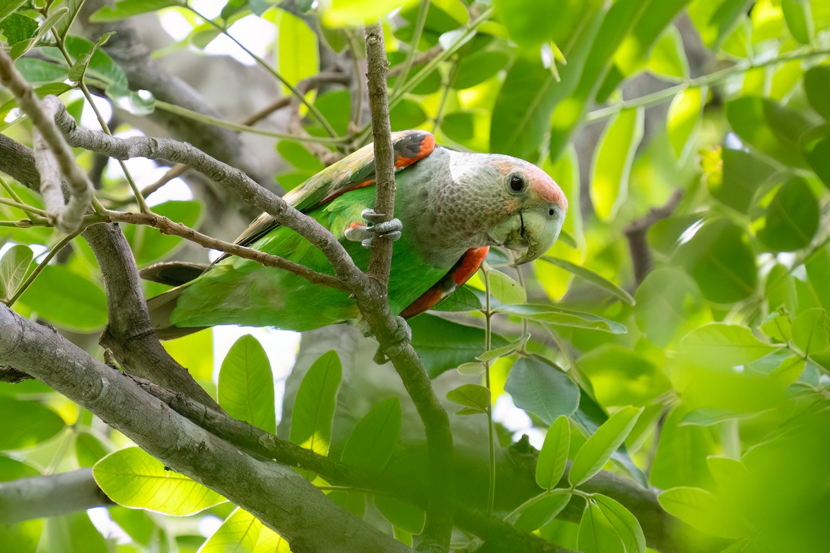 Brown-necked Parrot (Gray-headed) - ML613408422
