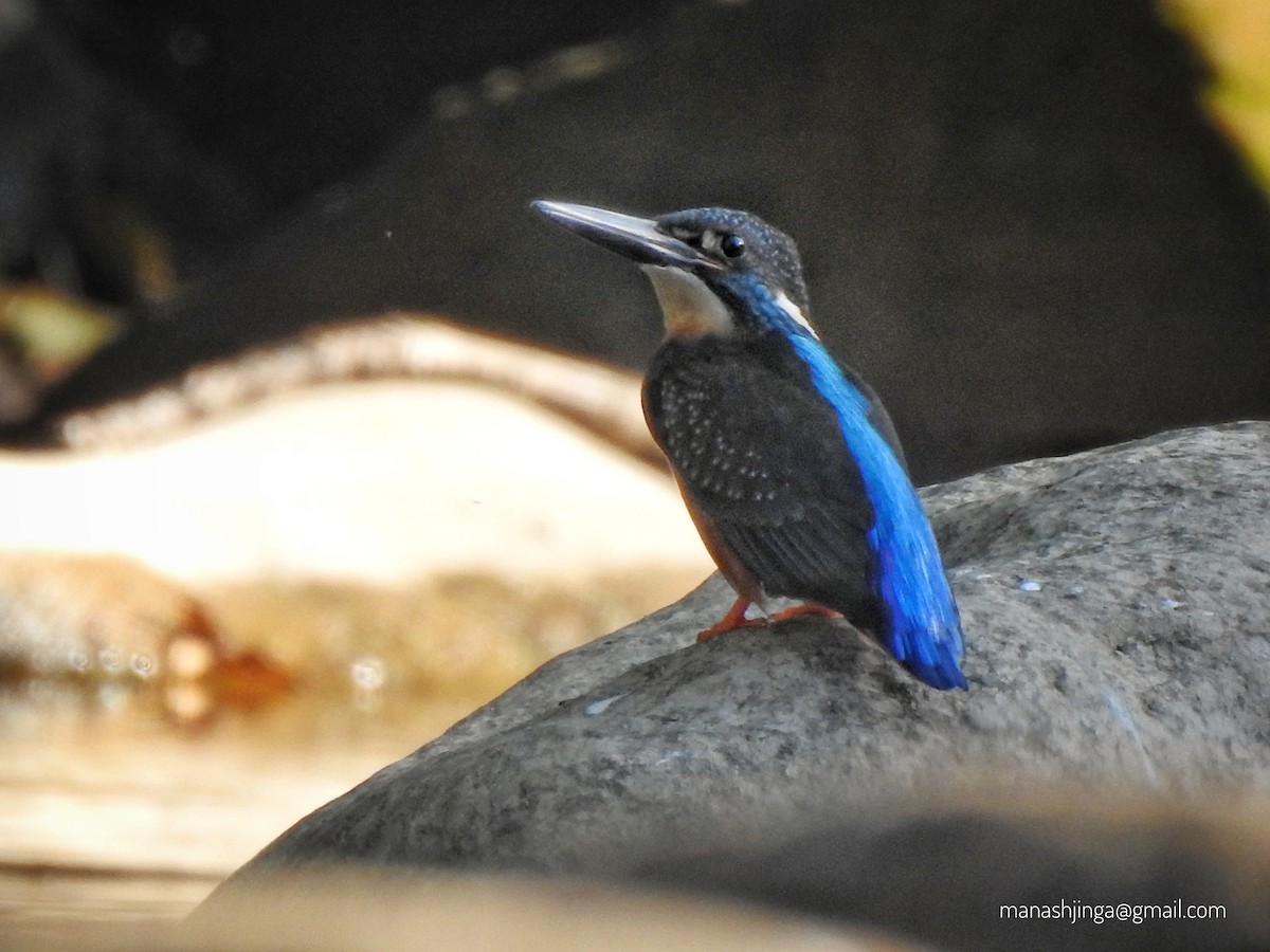 Blyth's Kingfisher - Manash Pratim