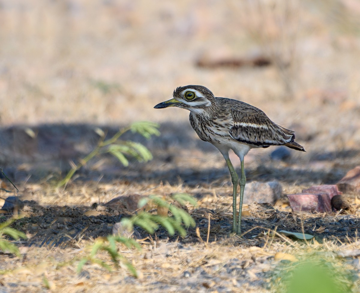Indian Thick-knee - ML613408829
