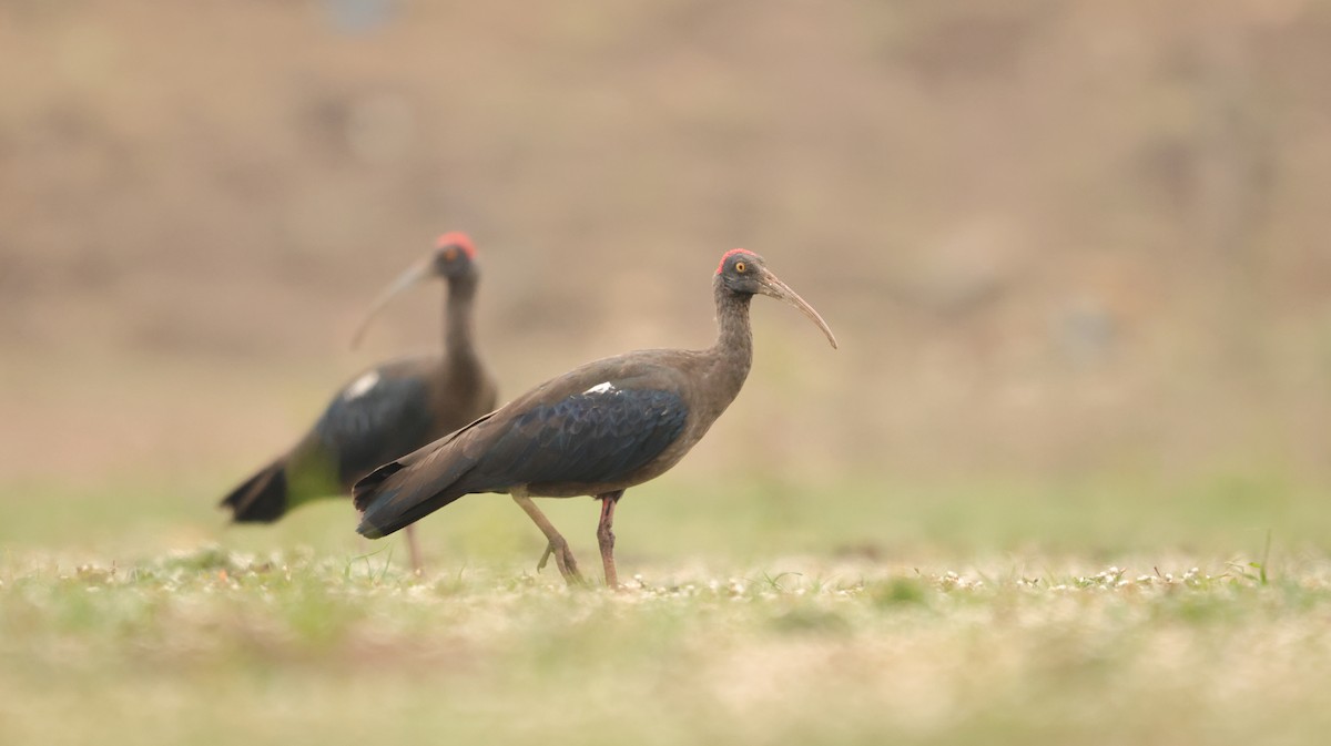 ibis bradavičnatý - ML613409223