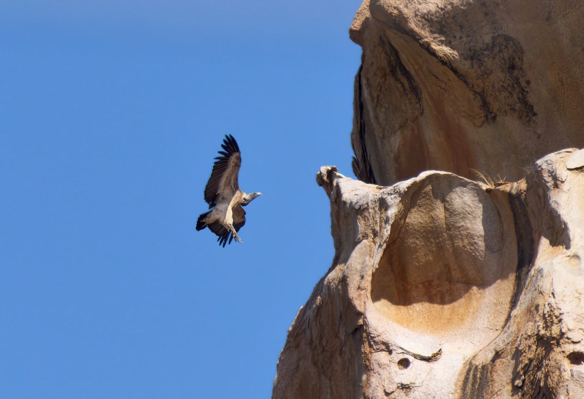 Indian Vulture - ML613409405