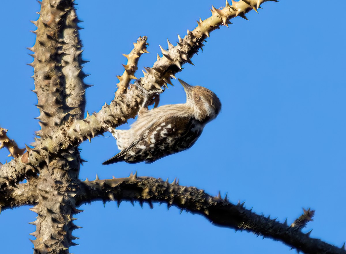 Brown-capped Pygmy Woodpecker - ML613409446