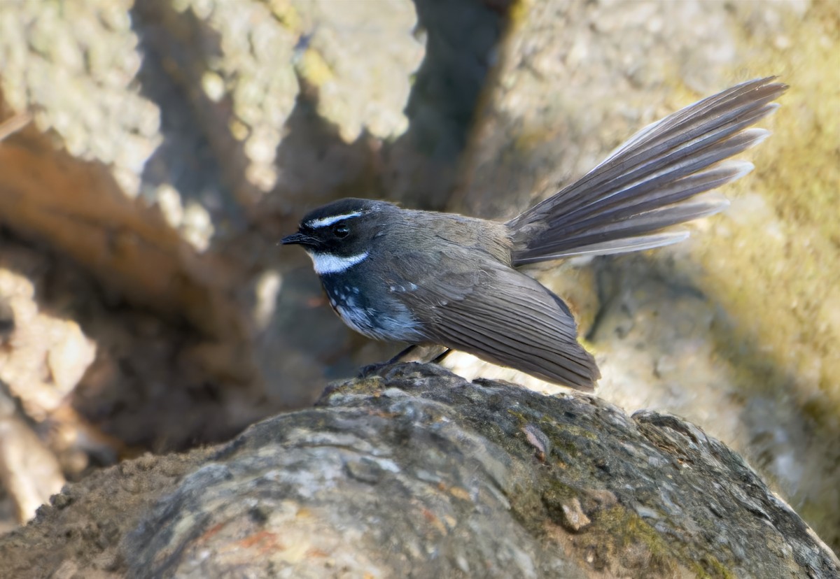 Spot-breasted Fantail - ML613409453