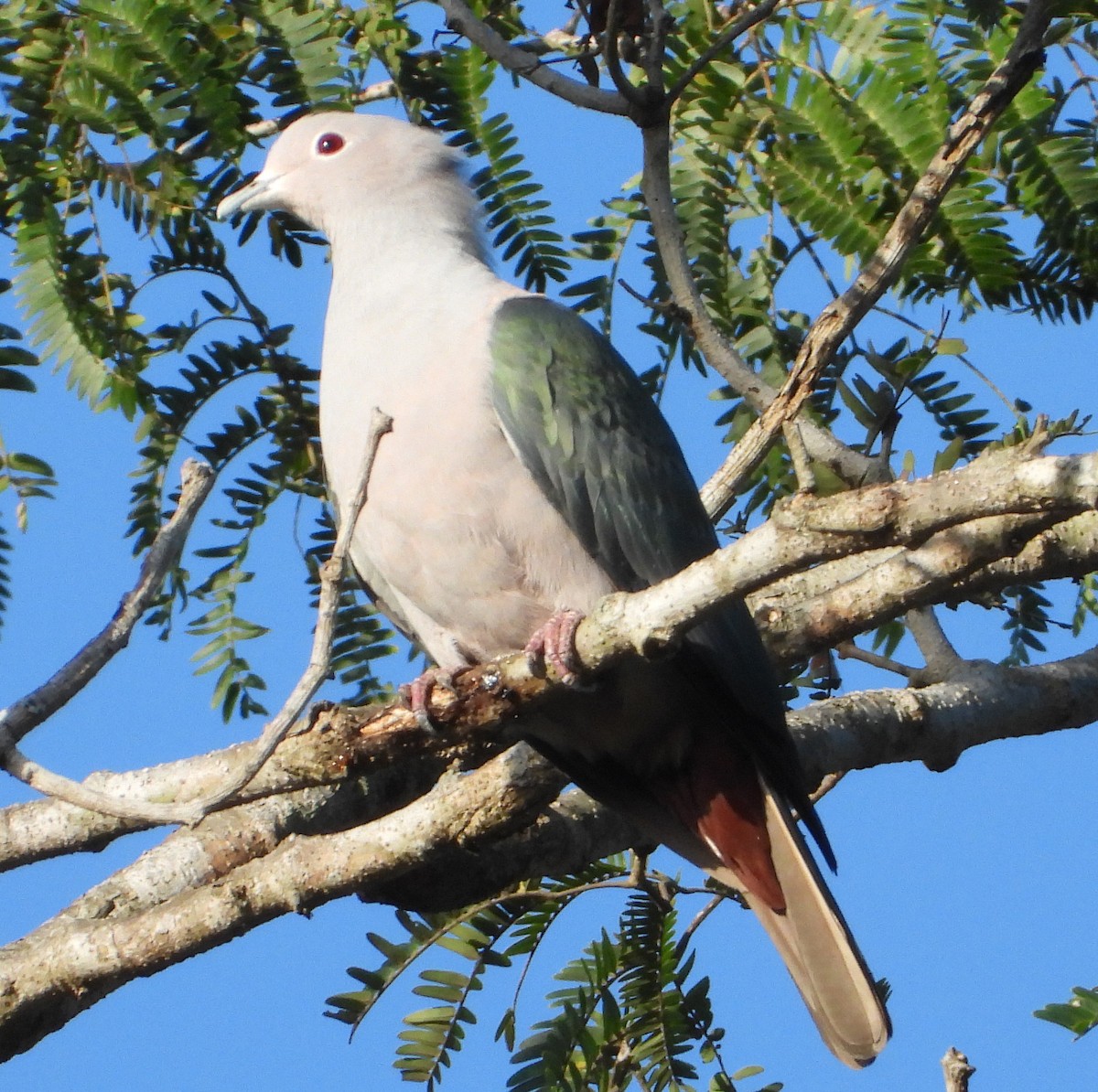 Green Imperial-Pigeon - ML613409568