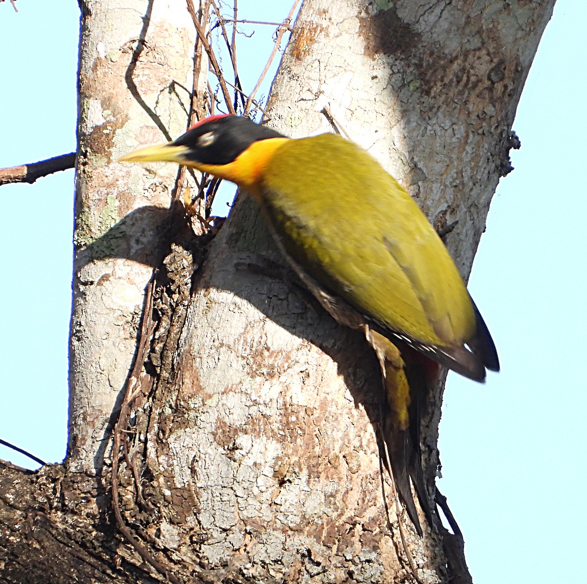 Black-headed Woodpecker - ML613409586