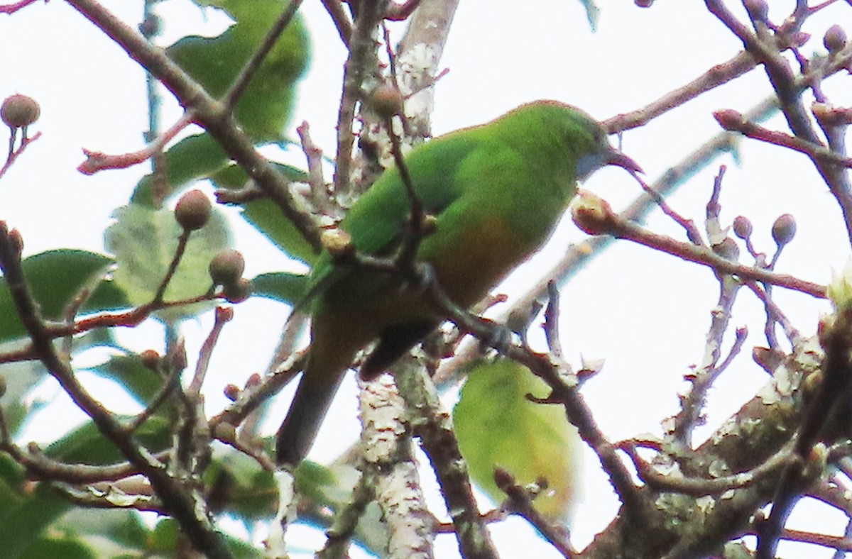Orange-bellied Leafbird - ML613409782