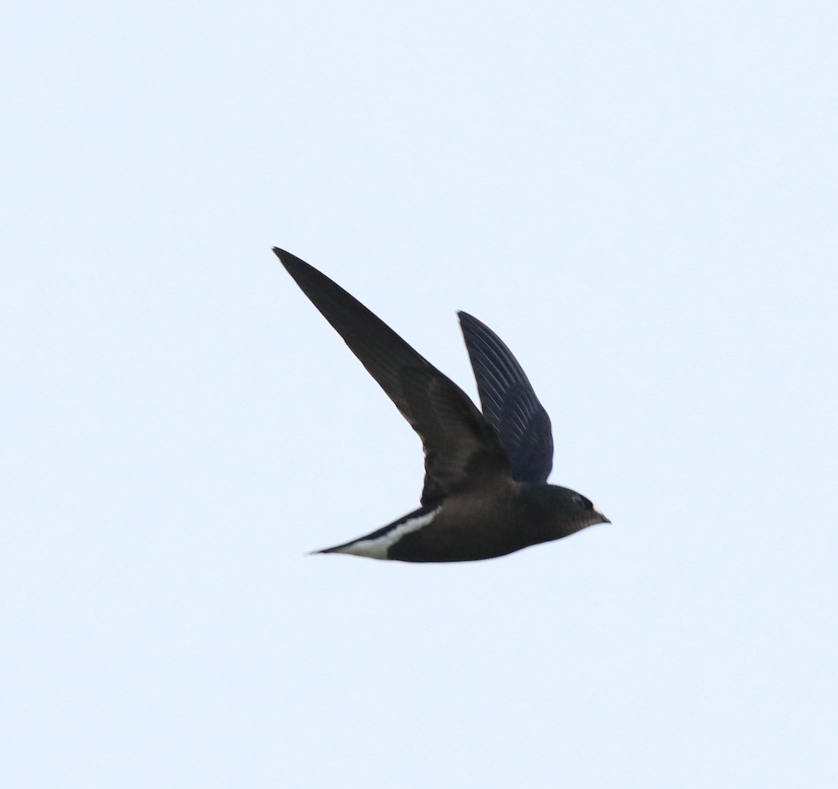 Brown-backed Needletail - ML613409969