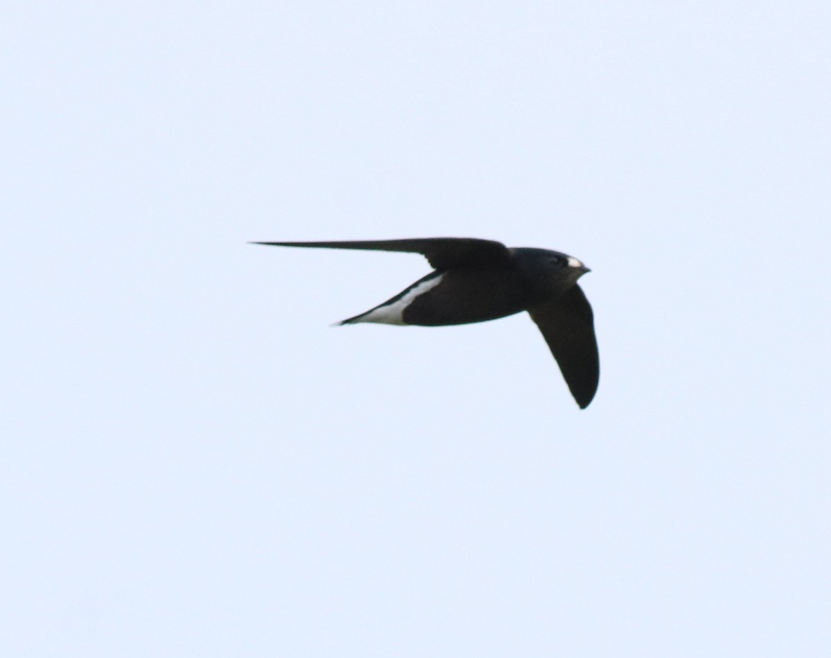 Brown-backed Needletail - ML613409970